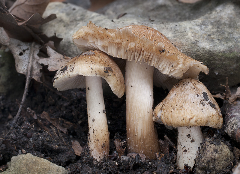 Inocybe bongardii var. pisciodora